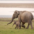 Mum on the run!